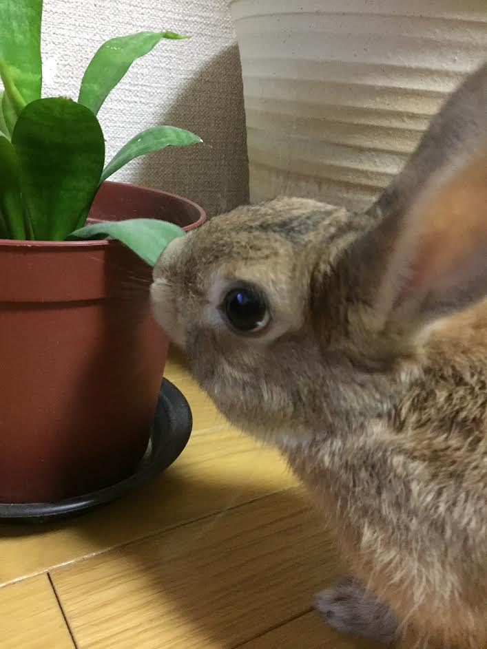 コラム　うーちゃんとの日常　ウサギ写真